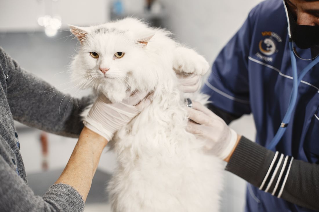 Bir veteriner kliniğinde kucakta beyaz bir kedi